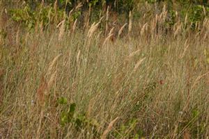 porast s  Calamagrostis epigejos