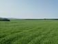 Kôrovník krátkoprstý (5.5.2023)