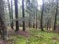 trasochvost biely (18.5.2023)