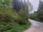 Žltochvost lesný ( hôrny) (18.5.2023)