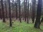 brhlík lesný (obyčajný) (18.5.2023)