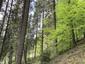 glezg hrubozobý ( obyčajný) (13.5.2023)