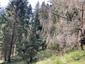 Pinka lesná (13.5.2023)
