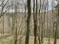 Žltochvost lesný ( hôrny) (14.5.2023)