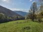 Vrana popolavá (28.4.2023)