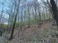 Hýľ lesný (obyčajný) (28.4.2023)
