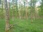 trasochvost biely (13.5.2023)