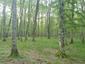 trasochvost biely (13.5.2023)