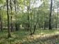 Kukučka obyčajná (jarabá) (5.5.2023)