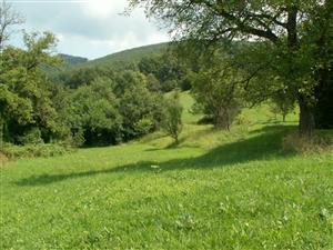 pohľad na TML_ColiMyrm_002 Španie 25.7.2014