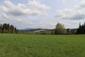 Vrana popolavá (13.5.2023)