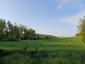 Vrana popolavá (30.4.2023)