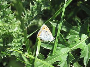 Imago
