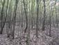 Sýkorka veľká ( bielolíca) (28.4.2023)