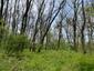 Žltochvost lesný ( hôrny) (28.4.2023)