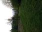 trasochvost biely (26.4.2023)