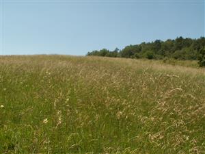 pohľad na TML_ColiMyrm_010 Moravské Lieskové 7.6.2014