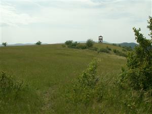 pohľad na TML_ColiMyrm_008 Haluzice 31.5.2014