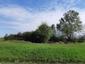 Žltochvost lesný ( hôrny) (27.4.2023)