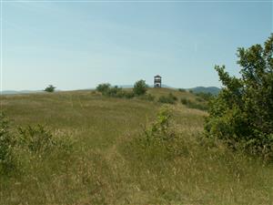 pohľad na TML_ColiMyrm_008 Haluzice 8.6.2014