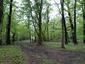 trasochvost biely (26.4.2023)