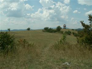 pohľad na TML_ColiMyrm_008 Haluzice 27.7.2014