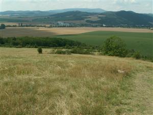 pohľad na TML_ColiMyrm_008 Haluzice 27.7.2014