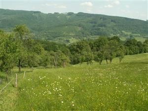pohľad na TML_ColiMyrm_007 Grúň 22.5.2014