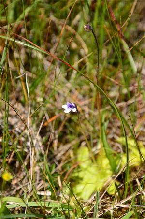 Detail na tučnicu obyčajnú z lokality