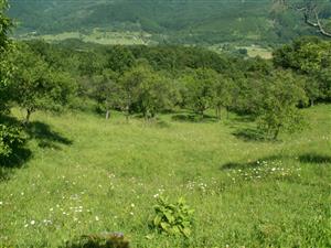 pohľad na TML_ColiMyrm_007 Grúň 7.6.2014