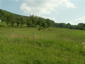 pohľad na TML_ColiMyrm_006 Nová Bošáca 31.5.2014