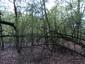 Kukučka obyčajná (jarabá) (14.5.2023)