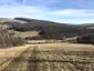 sova lesná (obyčajná) (21.4.2023)