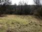 sova lesná (obyčajná) (21.4.2023)