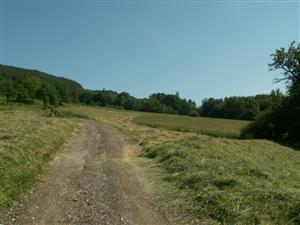 pohľad na TML_ColiMyrm_006 Nová Bošáca 7.6.2014