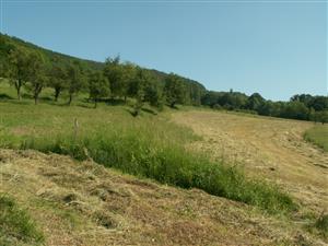 pohľad na TML_ColiMyrm_006 Nová Bošáca 7.6.2014