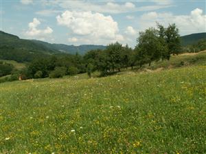 pohľad na TML_ColiMyrm_006 Nová Bošáca 26.7.2014
