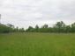 trasochvost biely (28.5.2023)