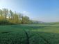 Vrana popolavá (22.5.2023)