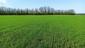 Žltochvost lesný ( hôrny) (22.5.2023)