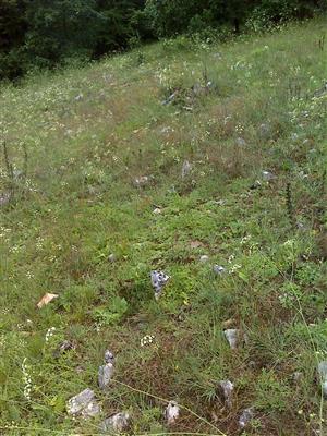 Záber na monitorovaný biotop.