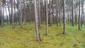 trasochvost biely (27.5.2023)