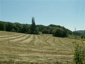 pohľad na TML_ColiMyrm_004 Brestové 7.6.2014