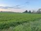Kukučka obyčajná (jarabá) (22.5.2023)