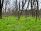 trasochvost biely (22.5.2023)