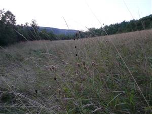 Pohľad na_lúku s A.pratensis, Sang. off. v Horných Turovciach - nedostatok_kosenia