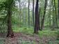 Kukučka obyčajná (jarabá) (21.5.2023)