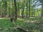 Pinka lesná (21.5.2023)