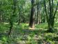 trasochvost biely (21.5.2023)