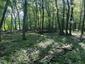 Žltochvost lesný ( hôrny) (21.5.2023)